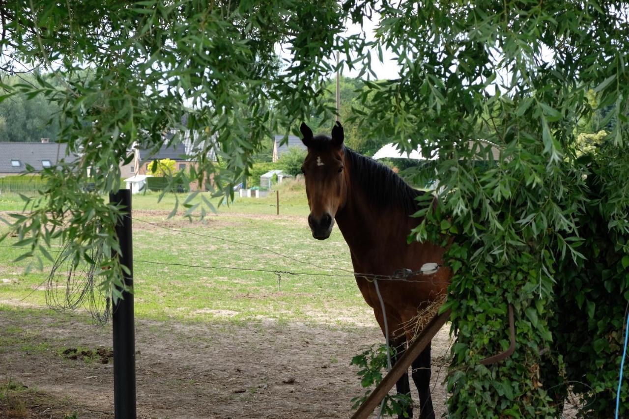 Camping Des Saules Jurbise Zewnętrze zdjęcie